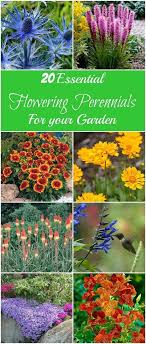 20 Fabulous Flowering Perennials That Come Back Every Year To Add Cheer To Your Garden Perennials Flowers Perennials Plants