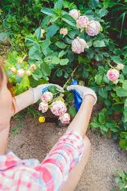 Here, monty demonstrates how to take hardwood cuttings from species roses: How To Grow Roses From Cuttings Better Homes And Gardens