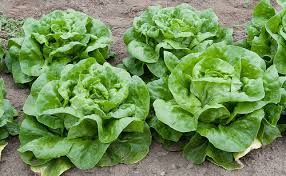 We did not find results for: Plant A Fall Lettuce Garden Finegardening