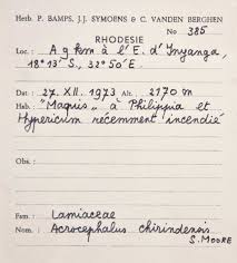 Image result for Haumaniastrum dissitifolium