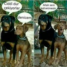 Bedia Ylmz Adli Kullanicinin Komik Panosundaki Pin Hayvan Fikralari Komik Kopek Fotograflari Eglenceli Resimler