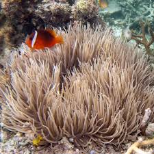 Image result for Sebaea junodii