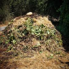 I have never planted cover crops, but if you want to learn about them, click here. Southern California October Garden To Do List Finegardening