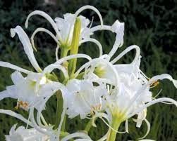 White flowers that grow from bulbs. Forcing Tender Bulbs Indoors