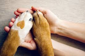 Love is a four legged word! My Vet Animal Hospital Vet Listing