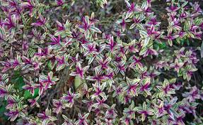 Pin Von Mein Schoner Garten Auf Bilder Natur Strauchveronika Lila Kleeblatt Bienenfreundliche Pflanzen