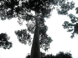 Image result for Heritiera