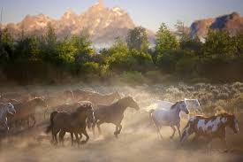 Maybe you would like to learn more about one of these? Horse Horses Herd Nature Wallpaper 1920x1280 132699 Wallpaperup