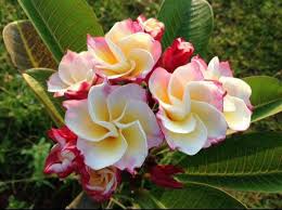 Check spelling or type a new query. 28 Ide Plumeria World Bunga Tato Bunga Bunga Tropis