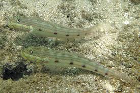 Image result for Tinnea galpinii