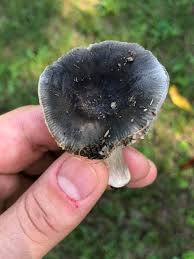 Image result for Russula variata