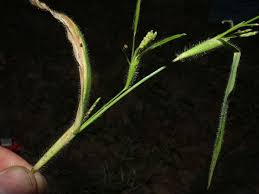 Image result for Hackelochloa