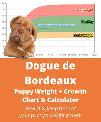 Printable kitten growth chart by weight lovetoknow. Dogue De Bordeaux Weight Growth Chart 2021 How Heavy Will My Dogue De Bordeaux Weigh The Goody Pet
