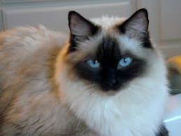 Point color and the barring or striping is seal (dark brown). Ragdoll Cat Black White Grey With Piercing Blue Eyes Cats Fluffy Cat Breeds Ragdoll Cat Breed