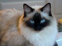 However, ragdoll is much bigger and has a white chin. Ragdoll Cat Black White Grey With Piercing Blue Eyes Cats Fluffy Cat Breeds Ragdoll Cat Breed