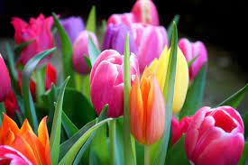 Check spelling or type a new query. Fruhlingsbilder Fruhling Kostenlose Bilder Download Titania Foto Fruhling Bilder Schone Blumen Bilder Schone Bilder Natur