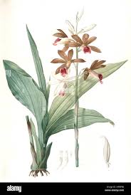 Image result for Phaius