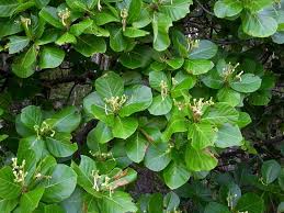 Image result for Guettarda