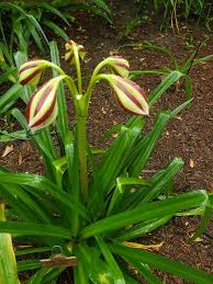 Image result for Crinum subcernuum