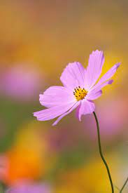 Pin On Cosmos