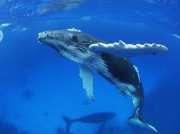 whale poo and you exxpedition