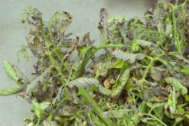 Résultat de recherche d'images pour "leaf hoppers"