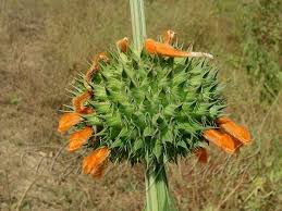 Image result for Leonotis nepetifolia