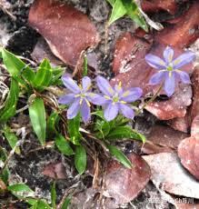 Image result for Xerophyta scabrida