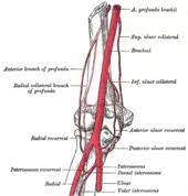 In this article, we shall look at the anatomy of the elbow joint; Elbow Wikipedia