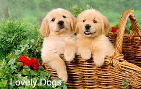 Maybe you would like to learn more about one of these? Dog Quotes Love Best Friend Inspirational Pets