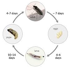 fruit flies, gnats or drain flies