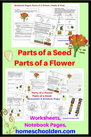 Parts Of A Seed Parts Of A Flower Worksheets Parts Of A Flower Parts Of A Seed Plant Life Cycle