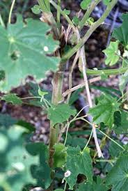 Image result for Abutilon angulatum