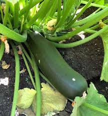Maybe you would like to learn more about one of these? How To Plant Grow Zucchini Brown Thumb Mama