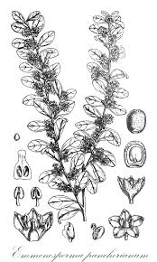 Image result for Lasiodiscus pervillei