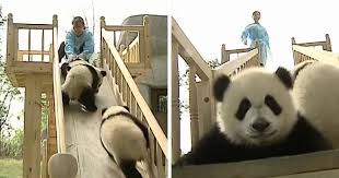 Best Job In The World Bored Panda Animal Lover Panda