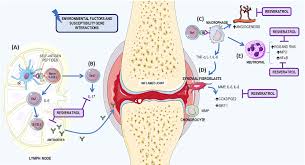 Rheumatoid Arthritis Mechanism And Resveratrol S Role The Download Scientific Diagram