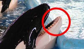 Ebay kleinanzeigen was ist was cd's: Meereszoo Die Wahrheit Uber Das Leid Der Delfine Und Orcas Peta Deutschland E V