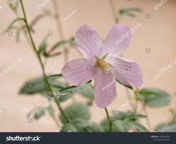 Image result for Hibiscus lobatus