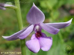 Image result for Calanthe sylvatica