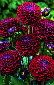 Pin By J Kru On Flowers Kwiaty In 2020 Dahlias Garden Beautiful Flowers Love Flowers