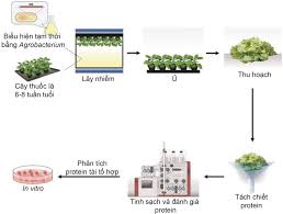 Lãnh đạo cdc hà nội cho biết ông l.v.c. Trang Táº¡p Chi Kh Cn NÆ°á»›c Ngoai Thá»© Ba 05 01 2021 14 30 Nhá»¯ng á»©ng Dá»¥ng Tiá»m NÄƒng Cá»§a Cong Nghá»‡ Sinh Há»c Thá»±c Váº­t Trong Ä'á»'i Pho Vá»›i Sars Cov 2 Cac Quá»'c Gia Tren Tháº¿ Giá»›i Ä'ang Ná»— Lá»±c Phat Triá»ƒn Nhá»¯ng Sáº£n Pháº©m Thuá»'c Thá»­ Cháº©n Ä'oan Váº¯c Xin Va