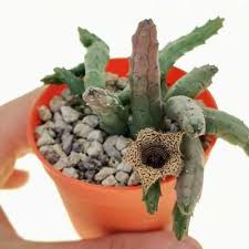 Image result for Huernia volkartii
