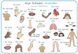 Nederlands Aan Anderstaligen Werkblaadjes Google Zoeken Menselijk Lichaam Lichaam Het Menselijk Lichaam