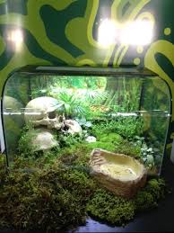 Tropical Habisphere Giant African Land Snails Frog Terrarium Reptile Habitat