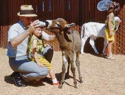 1963 Petting Zoo Six Flags Over Texas Six Flags Over Texas Zoo Animals Six Flags