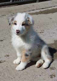 Of multi champions and asdr titled. Australian Shepherd Puppy Blue Merle For Sale Bridgwater Somerset Pets4homes