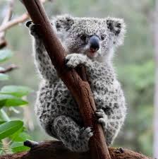Some Koalas Have Leopard Spots For The First Year Of Their Life Koala Koala Bear Koalas
