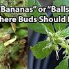 What is a female marijuana plant called? 1