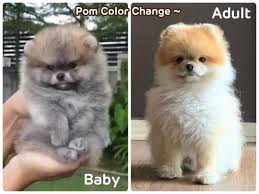 Pomeranian S Changes In Coat Color Teacup Pomeranian Puppies For Sale